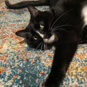 Lost Cat Emerald