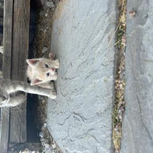 Image of Unknown, Found Cat