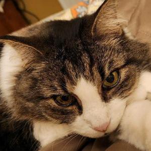 Lost Cat Manny