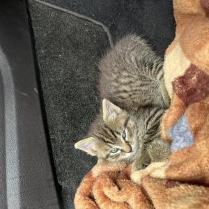 Found Cat Unknown