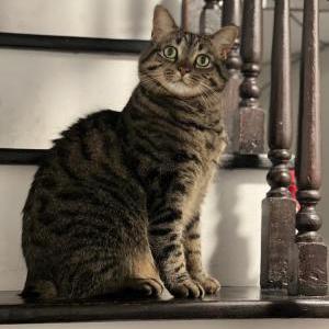 Lost Cat Buddy