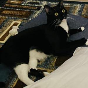 Lost Cat Lucious