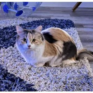 Lost Cat Truffles
