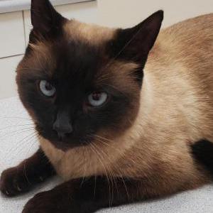Lost Cat Dimitri