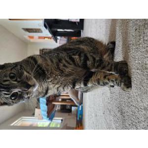 Lost Cat Indy/Kitten