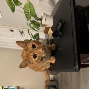 Lost Cat Milo