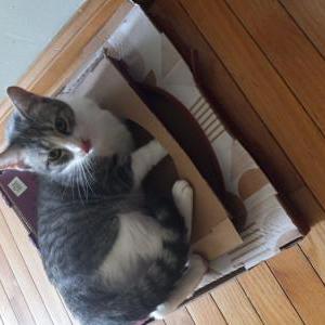 Lost Cat Eris