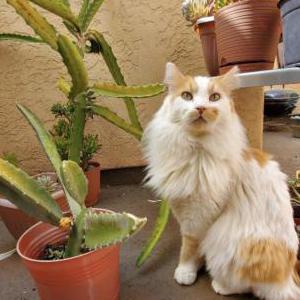 Lost Cat Sky