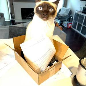 Lost Cat Aspen