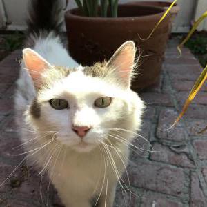 Lost Cat Dolly