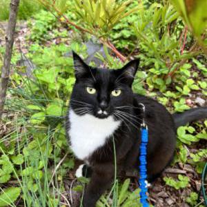 Lost Cat Lola