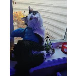 Lost Cat Navi