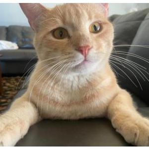 Lost Cat Zeke