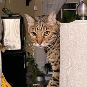 Lost Cat Saffron