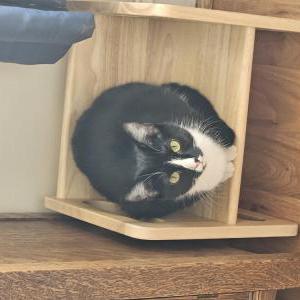 Lost Cat Boots