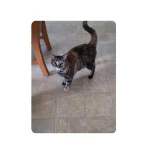Lost Cat Kashini