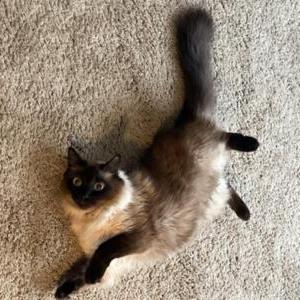 Lost Cat Ashy