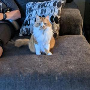 Lost Cat Venus