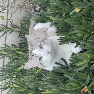 Lost Cat Murka