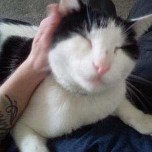 Lost Cat Daddy