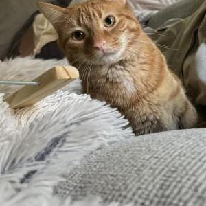 Lost Cat Nemo