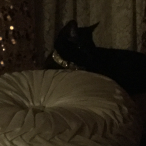 Lost Cat Piper