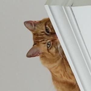 Image of Jack, Lost Cat