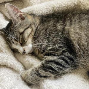 Found Cat Unknown