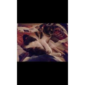 Image of Lucy, Lost Cat