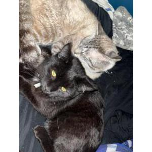 Lost Cat Guppy