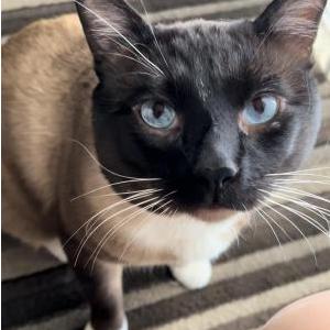 Lost Cat Obi