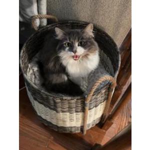 Lost Cat Ro
