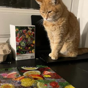 Lost Cat Cinnimon