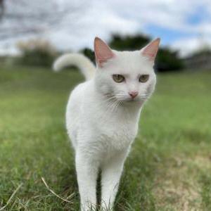 Lost Cat FREYA