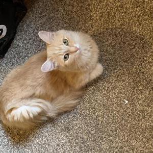 Lost Cat Smitten