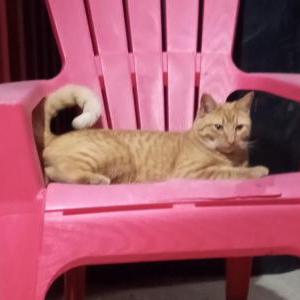 Lost Cat Cheeto