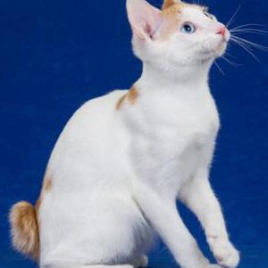 Lost Cat Hopper