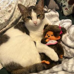Lost Cat Rose