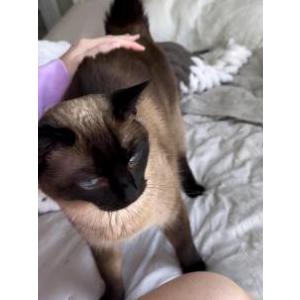 Lost Cat Aspen