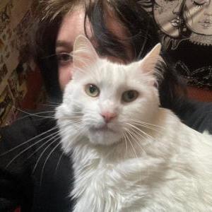 Lost Cat Klaus