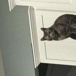 Lost Cat Scout