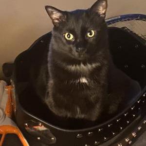 Lost Cat Stormy