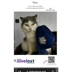 Lost Cat Grey
