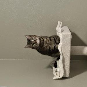 Image of Matcha, Lost Cat
