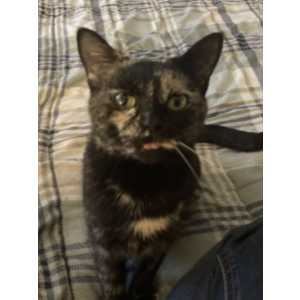Lost Cat Luna momma