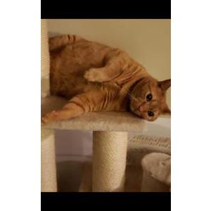 Lost Cat Thomas