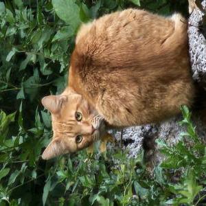 Found Cat Unknown