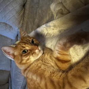 Lost Cat Leo