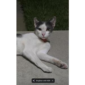Found Cat unknown
