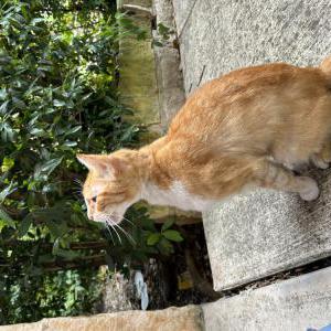 Found Cat Unknown